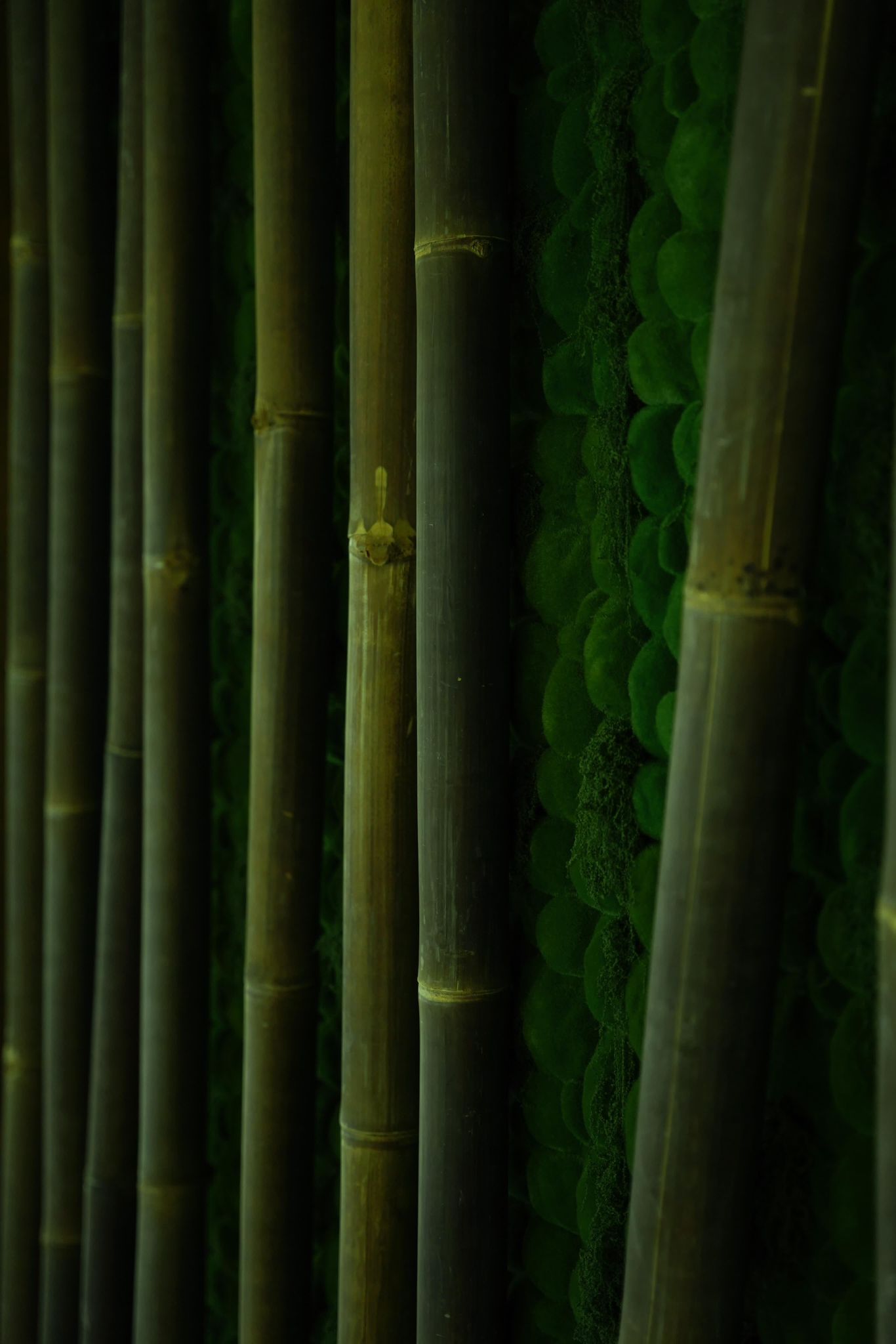Zen Bamboo Forest